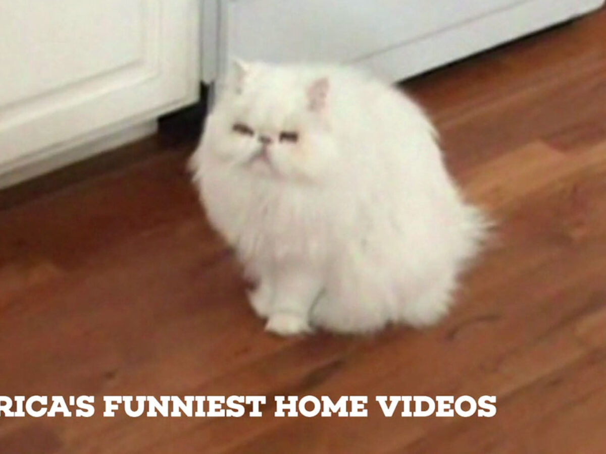 Watch America's Funniest Home Videos On UP!