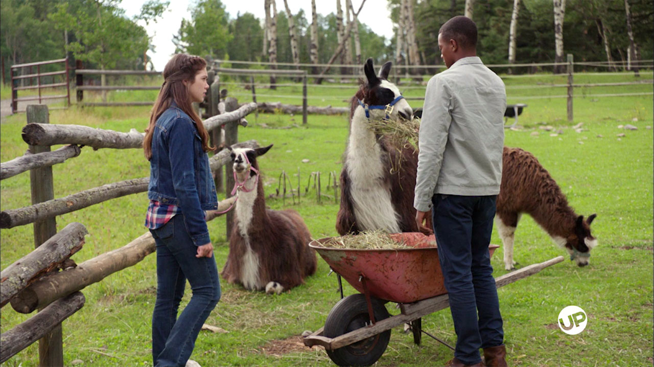 Heartland Llama Drama