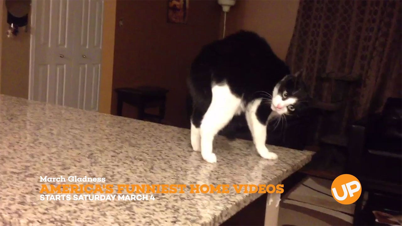 AFV - AFV – These Cat Fail Videos Are Too Funny!