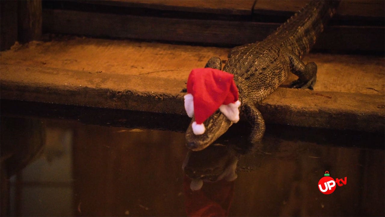Small Town Christmas - Small Town Christmas – Gator Done