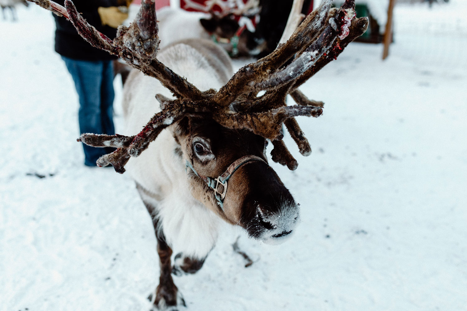Small Town Christmas - North Pole, Alaska