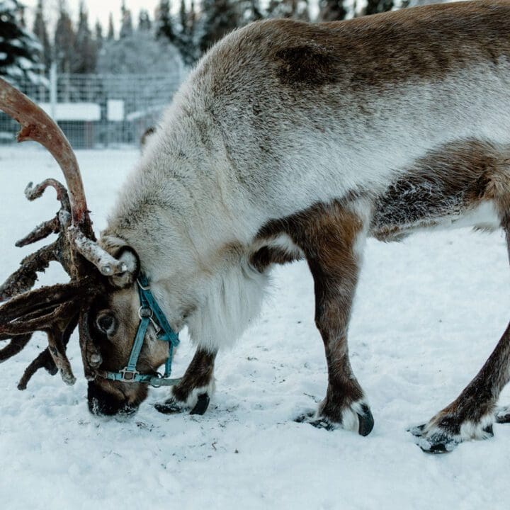 Small Town Christmas - North Pole, Alaska