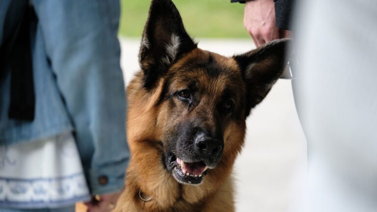 Hudson & Rex Episode 508