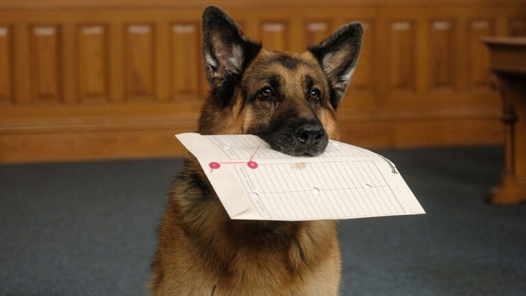 Hudson & Rex Episode 509