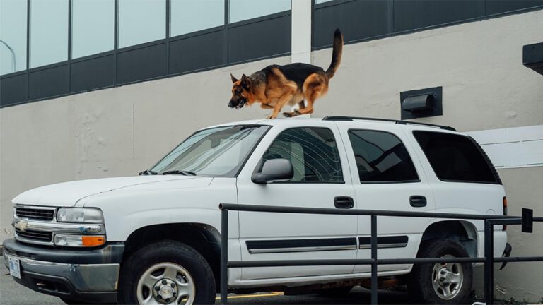 Hudson & Rex Episode 313