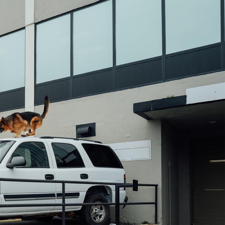 Hudson & Rex Episode 311 Hudson & Rex Episode 311