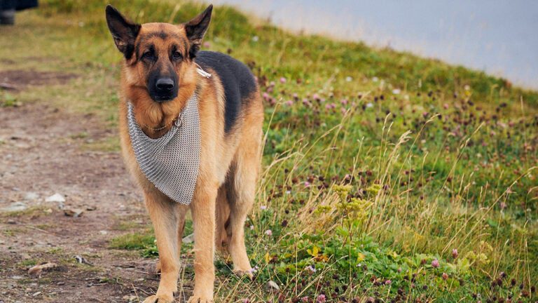 Hudson & Rex Episode 208