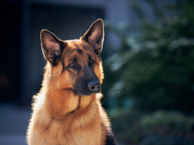 Hudson &amp; Rex Season 2