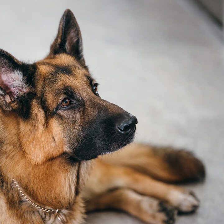 Hudson &amp; Rex Episode 304