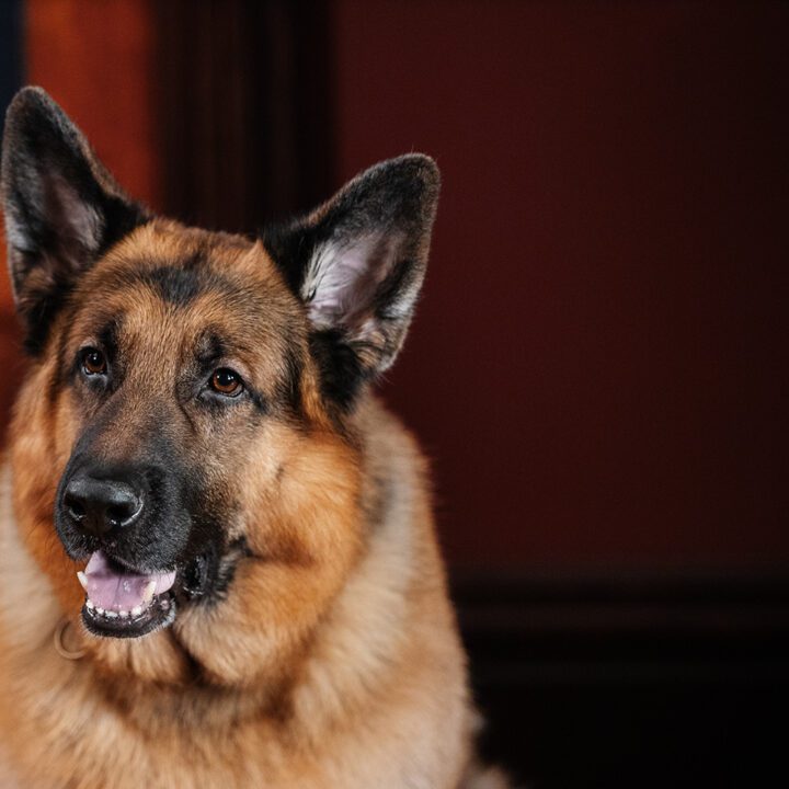 Hudson & Rex Episode 315 Hudson & Rex Episode 315