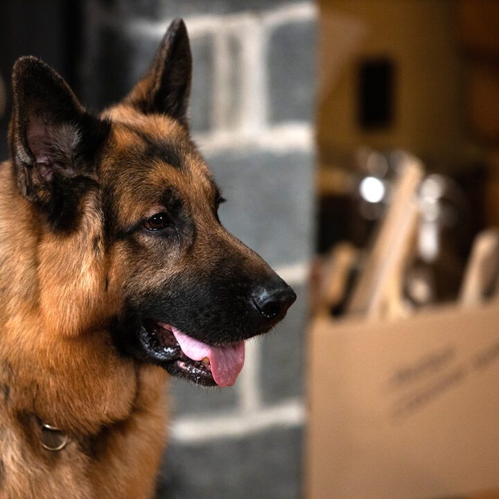 Hudson & Rex Episode 315 Hudson & Rex Episode 315