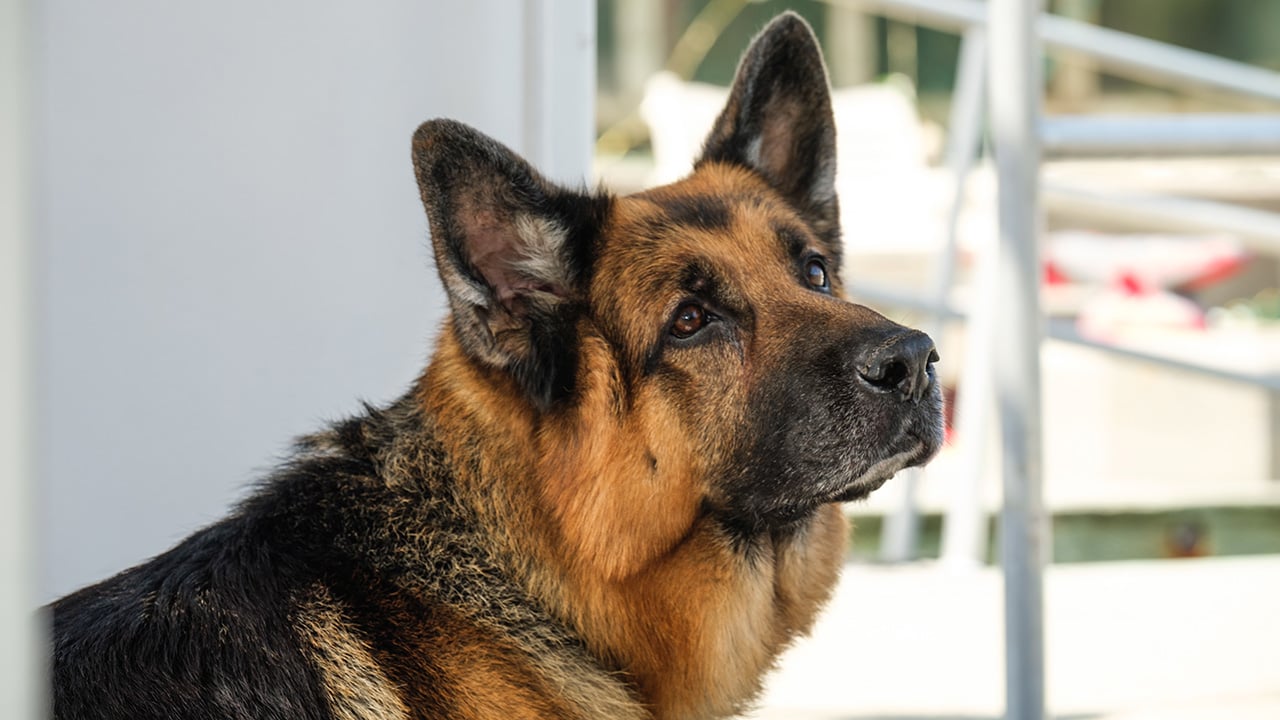 Hudson & Rex - Hudson & Rex – R-eddie, St-eddie, Go!